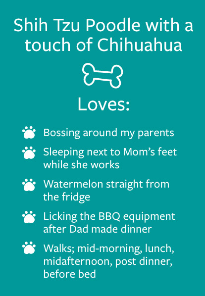 Cali - Barketing Team | Pixa Direct