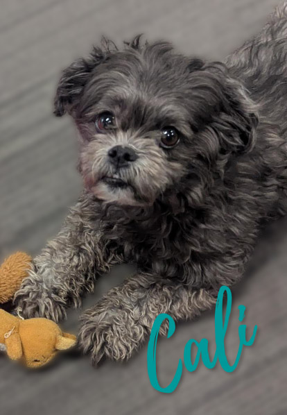 Cali - Barketing Team | Pixa Direct