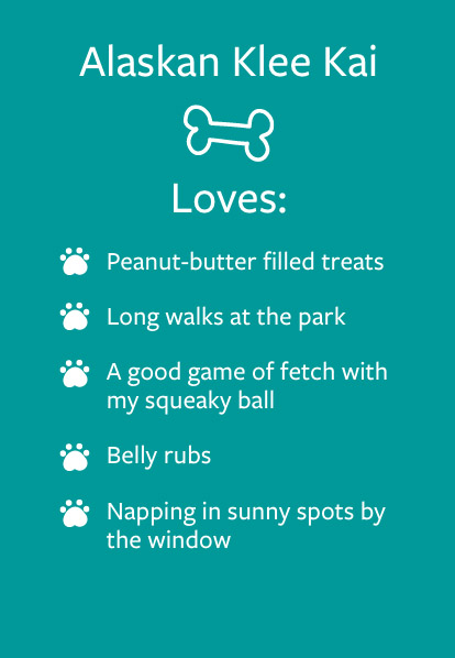 Dream - Barketing Team | Pixa Direct