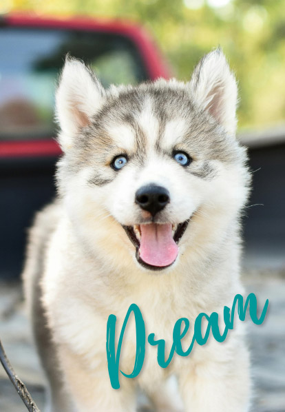 Dream - Barketing Team | Pixa Direct
