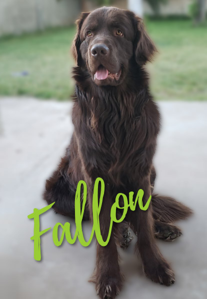 Fallon - Barketing Team | Pixa Direct
