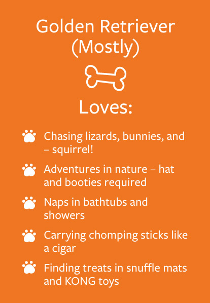 Hugo - Barketing Team | Pixa Direct