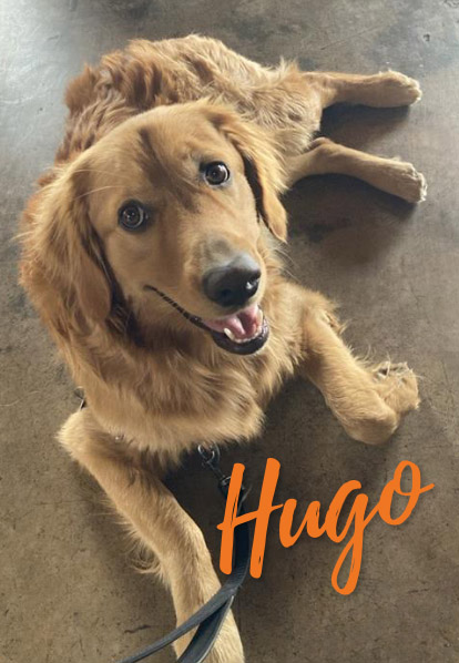 Hugo - Barketing Team | Pixa Direct