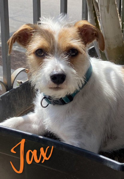 Jax - Barketing Team | Pixa Direct
