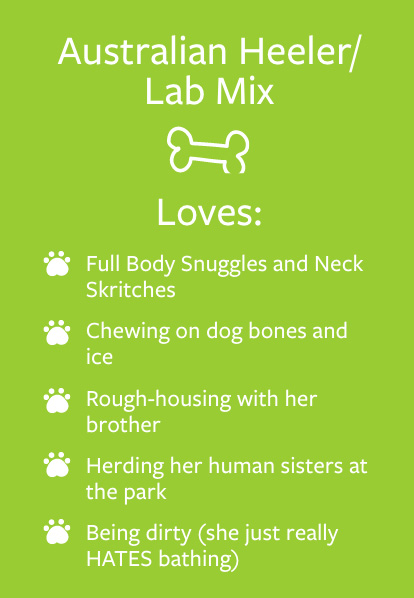 Kona - Barketing Team | Pixa Direct