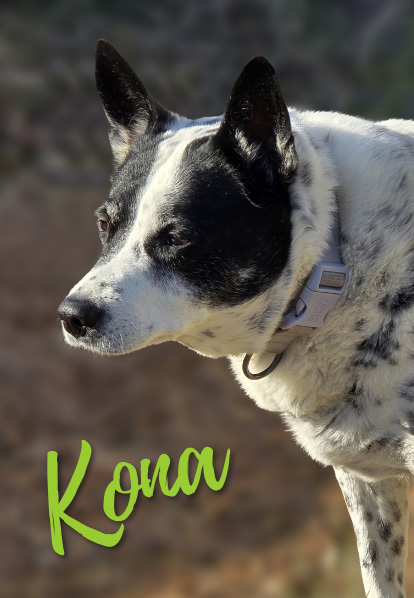 Kona - Barketing Team | Pixa Direct