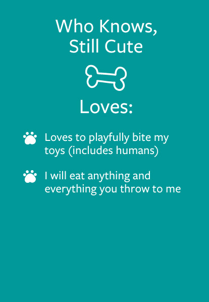 Luffy - Barketing Team | Pixa Direct