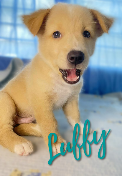 Luffy - Barketing Team | Pixa Direct