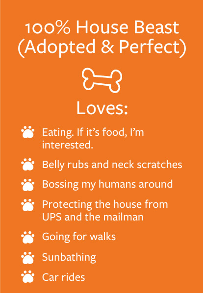 Magnus - Barketing Team | Pixa Direct
