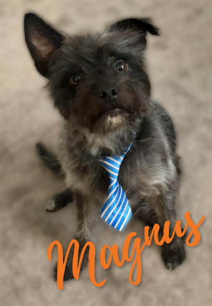 Magnus - Barketing Team | Pixa Direct
