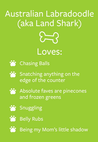 Marley - Barketing Team | Pixa Direct