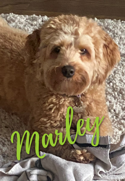 Marley - Barketing Team | Pixa Direct