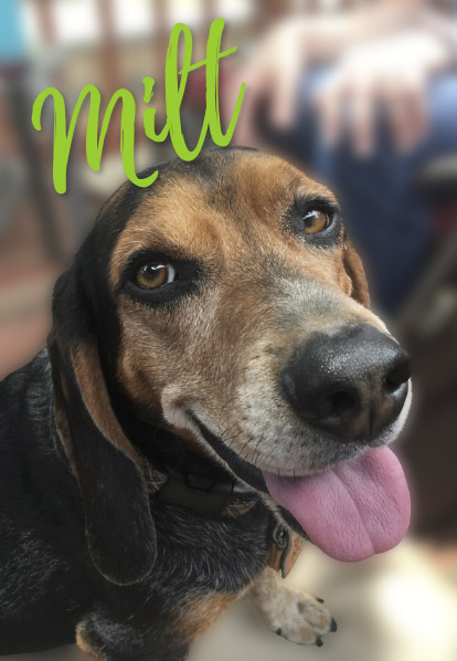 Milt - Barketing Team | Pixa Direct