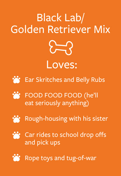 Otis - Barketing Team | Pixa Direct