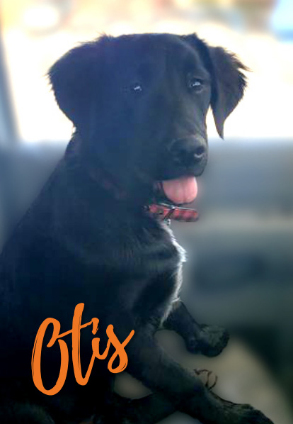 Otis - Barketing Team | Pixa Direct