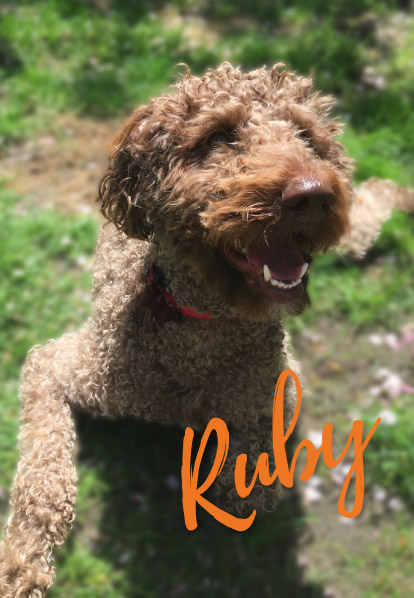 Ruby - Barketing Team | Pixa Direct