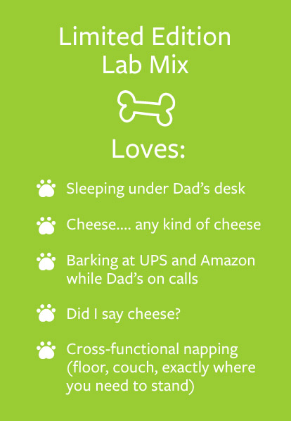 Stella - Barketing Team | Pixa Direct