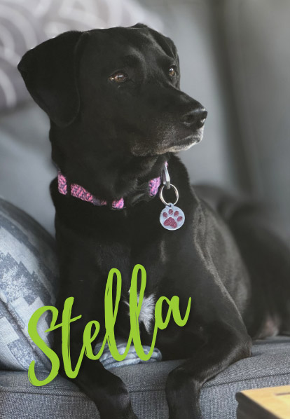 Stella - Barketing Team | Pixa Direct