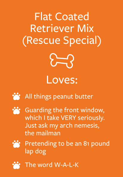 Teddy - Barketing Team | Pixa Direct