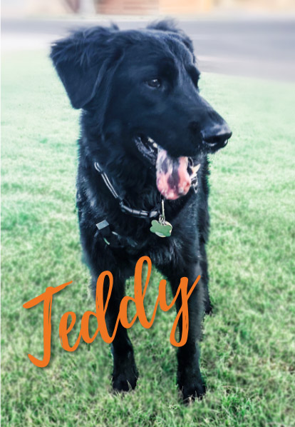 Teddy - Barketing Team | Pixa Direct