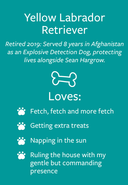 Yancy - Barketing Team | Pixa Direct