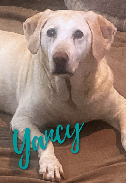 Yancy - Barketing Team | Pixa Direct